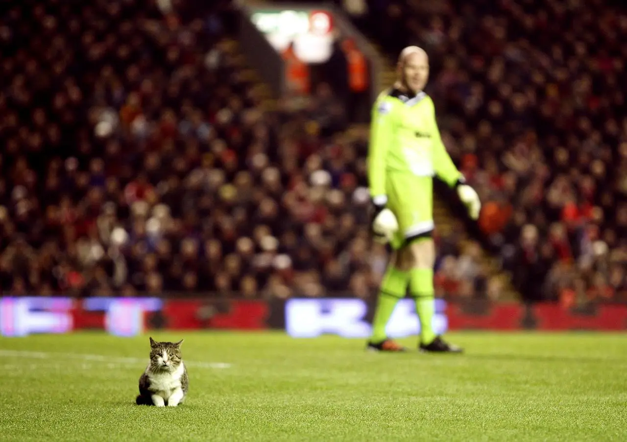 Cat on the pitch during Liverpool's home game against Tottenham