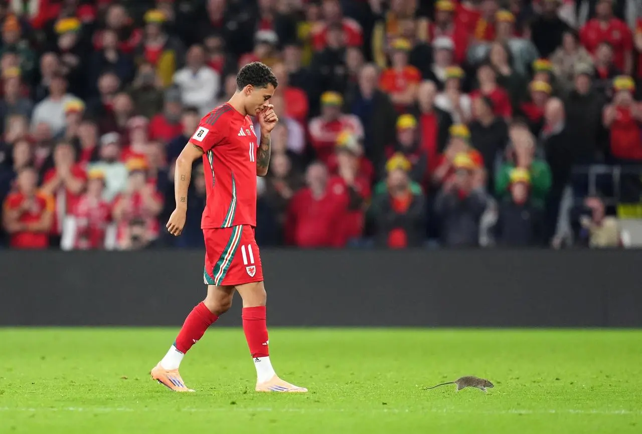 Wales’ Brennan Johnson chases a rat off the pitch